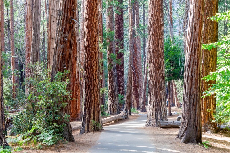 Yosemite National Park trees. California, USA