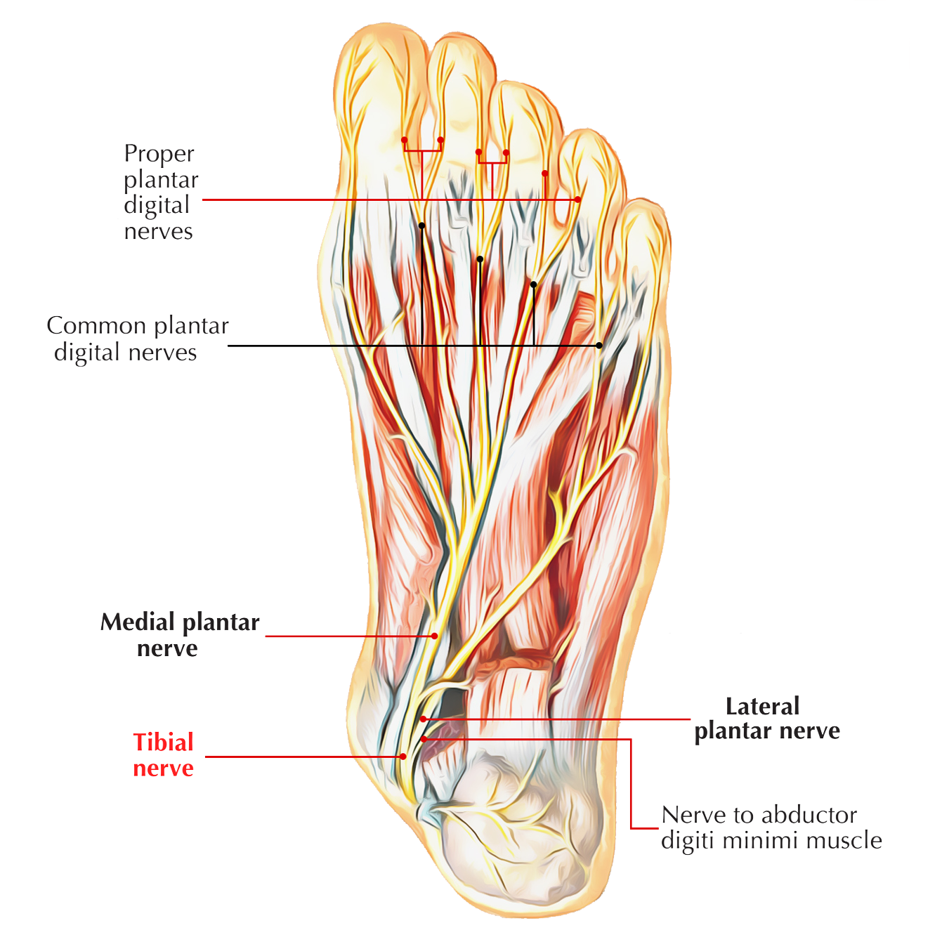 Foot muscle. Plantaris lateralis нерв. Тибиалис нерв. N plantaris medialis.